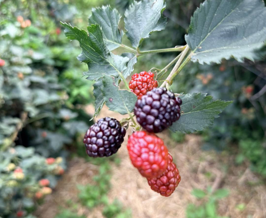 blackberries on the vine