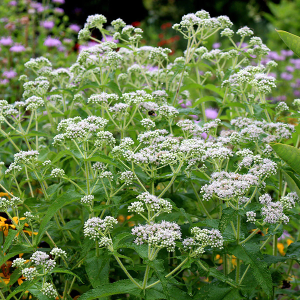 boneset tincture
