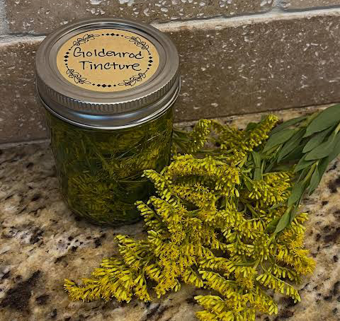 goldenrod tincture
