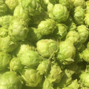 hops tincture