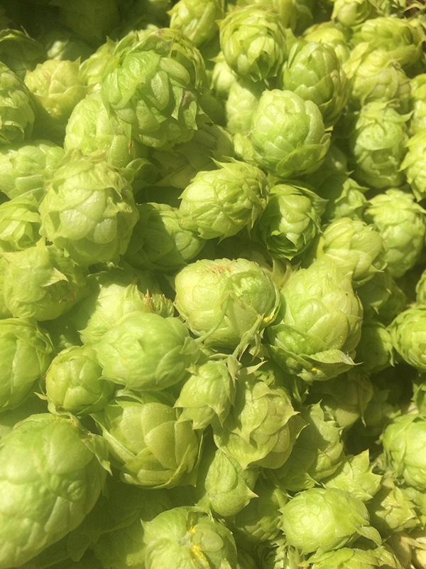 hops tincture