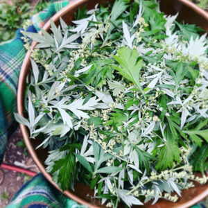 mugwort-tincture