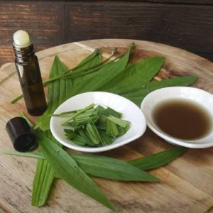 plaintain tincture