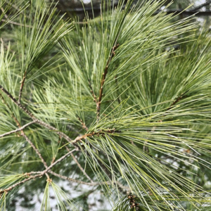 white pine needle tincture