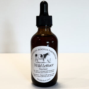 wild lettuce tincture